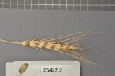 Click for 1 image(s) for this accession. Spike